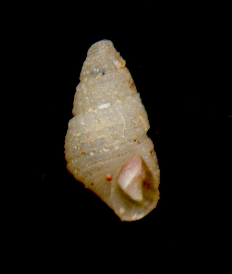 Chrysallida canariensis